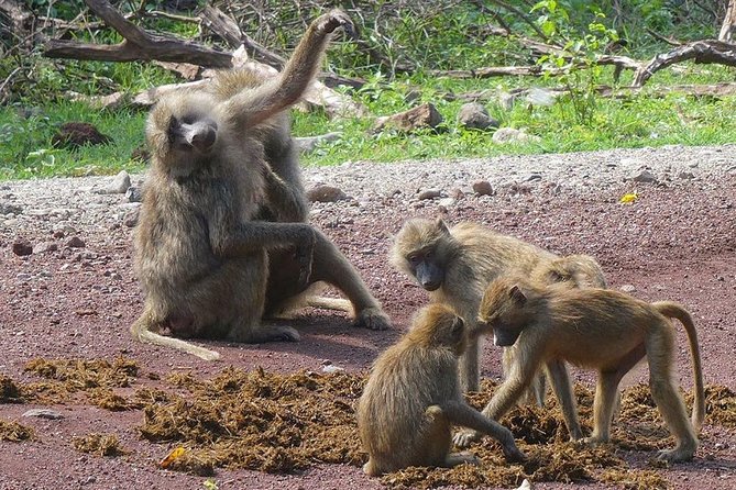 Best 3 days Tanzania shared Safari Tarangire Ngorororo Manyara - Why the Guide and Cook Matter More Than You Think