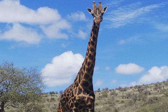 Best 3 days Tanzania shared Safari Tarangire Ngorororo Manyara - Price and Value: What $1,000 Covers in Real Terms