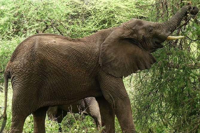 Best 3 days Tanzania shared Safari Tarangire Ngorororo Manyara - Who This Shared Safari Suits Best