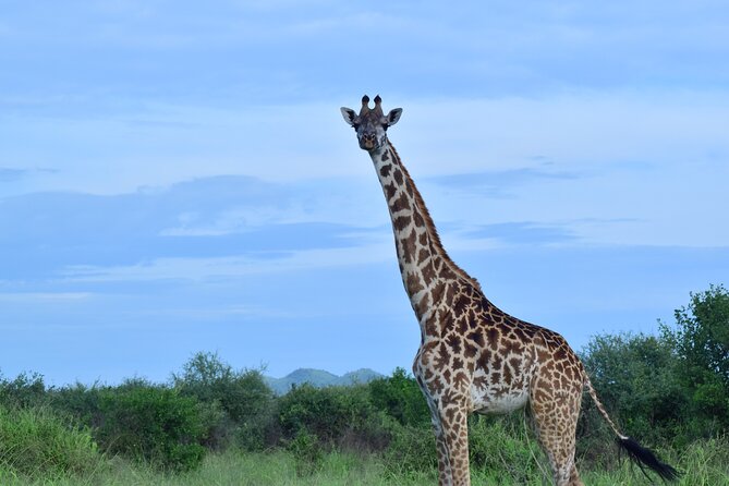 Best 5 days Tanzania midrange group joining safari tour - Day 5 Lake Manyara: tree-climbing lion country, plus a smooth finish back to Arusha