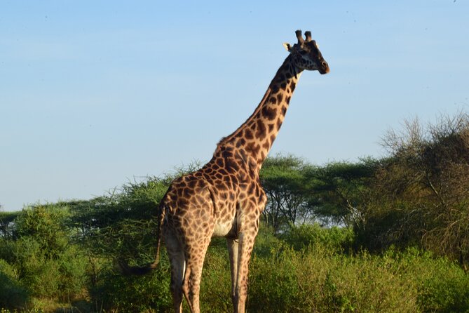 Best 5 days Tanzania midrange group joining safari tour - Culture and birding extras you can actually plan around