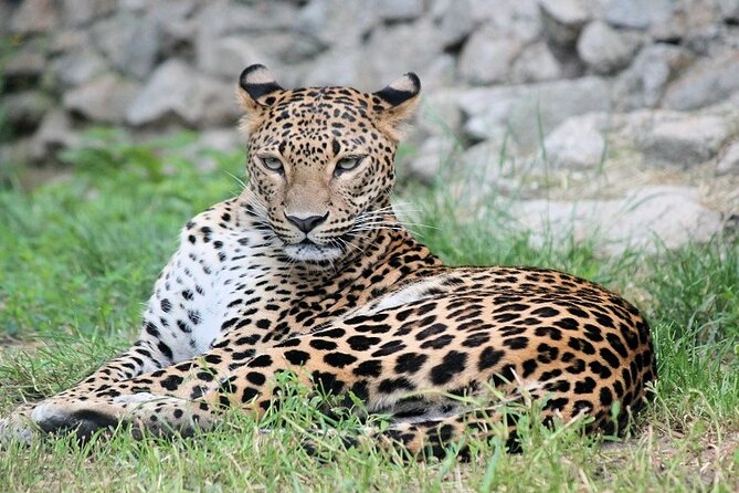 Best 5 Days Tanzania Private Luxury Safari with luxury Lodges - Tarangire National Park on day one, elephants and baobabs first