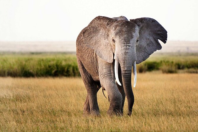 Best 5 Days Tanzania Private Luxury Safari with luxury Lodges - Price and practical expectations, so there are no surprises
