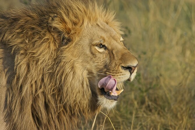 Best 7 Day 6-Night Tanzania Big Five Midrange Private Safari - The Big Picture: Why This Route Works for Big Five Dreams