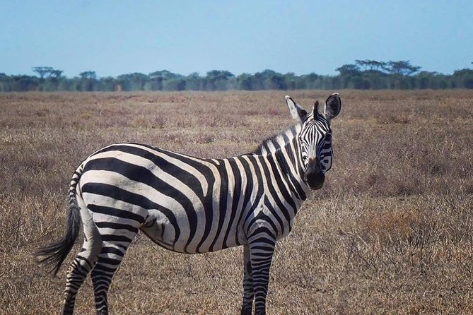 Best Ngorongoro crater Tanzania Safari 1- Day tour Experience - The Big Pull: Ngorongoro Crater’s Geology That Makes Wildlife Easy to Find