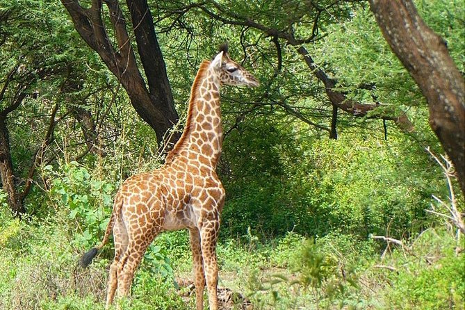 Best Ngorongoro crater Tanzania Safari 1- Day tour Experience - Timing Reality Check: How Long You Need in the Crater