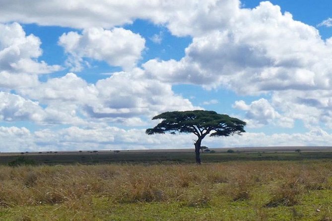 Best Ngorongoro crater Tanzania Safari 1- Day tour Experience - Price and Value: Is $300 a Fair Deal?