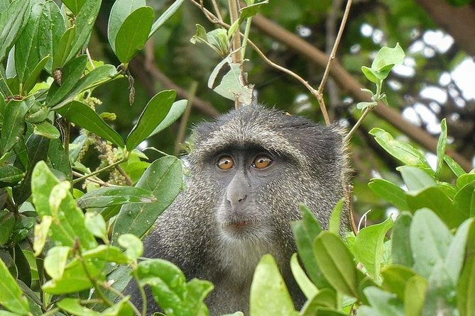 Best Ngorongoro crater Tanzania Safari 1- Day tour Experience - Should You Book Kilinge Adventures for Ngorongoro in One Day?