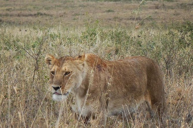 Best Ngorongoro crater Tanzania Safari 1- Day tour Experience - What Your Crater Time Is Like: Wildlife Viewing That Fits One Day
