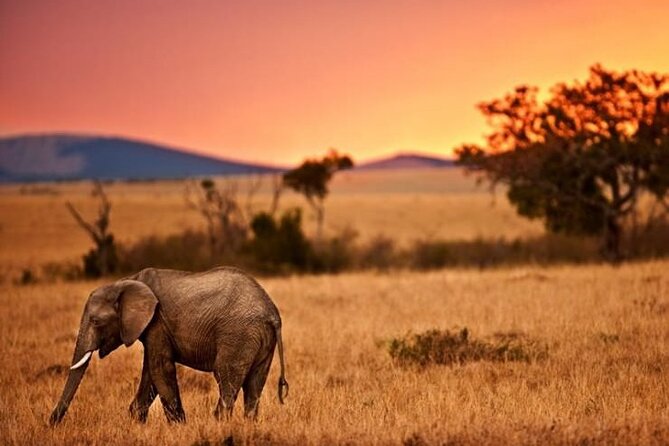 Best Of Six Days Safari Camping safari - Serengeti game drives on Days 3 and 4: watching births, not just animals