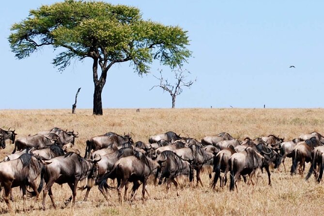 Best Of Six Days Safari Camping safari - Lake Manyara on Day 6: a calmer finale with birds and flamingos
