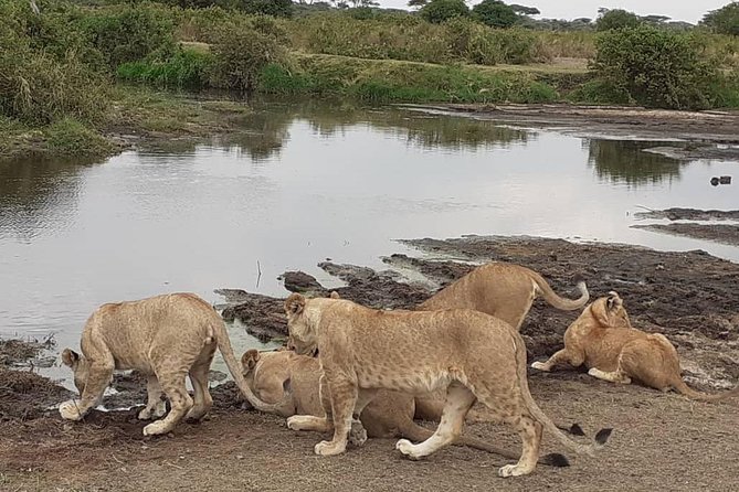 Best of Tanzania 5days 4nights safari - Key highlights worth getting excited about