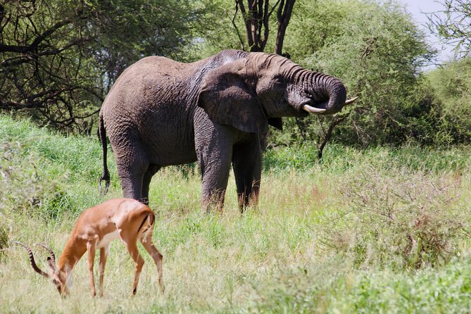 Best Safari and Zanzibar 10-Days Excursions - Day 2 Arusha City Time: Markets, Arts, and Tanzanite