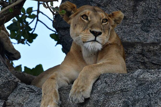 Big Five Classic Safari in Tanzania **Sustainable Travel approach - Price and what you truly get for $1,785