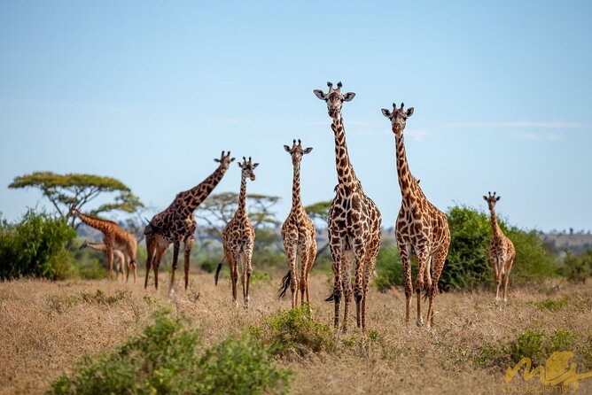 Big Five Classic Safari in Tanzania **Sustainable Travel approach - The Big Five expectation, without the fantasy