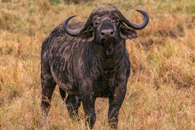 Big Five Classic Safari in Tanzania **Sustainable Travel approach - What to pack for 7 days of safari time