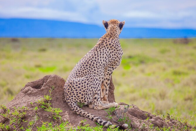 Big Five Classic Safari in Tanzania **Sustainable Travel approach - Vehicle comfort: open roof spotting, but still practical
