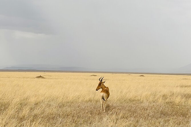 Big Five Dream Safari - Key highlights you will care about
