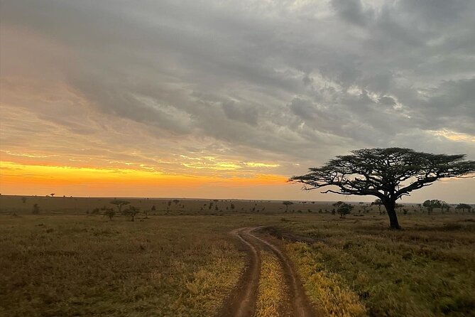 Big Five Dream Safari - Camping versus luxury glamping: choose the comfort you will thank yourself for