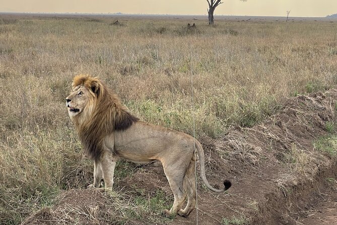 Big Five Dream Safari - Serengeti National Park: plains time plus a walking safari option