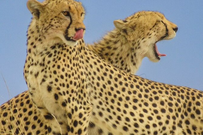 Big Five Luxury 7 Days Safari Tour in Arusha - Tarangire National Park: Long Elephant Herd Energy and Big Shadows