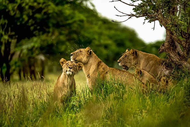 Big Five Luxury 7 Days Safari Tour in Arusha - Serengeti Full Day: Where Migration Country Meets Lions, Cheetahs, and Kopjes