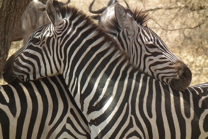 Big Five Luxury 7 Days Safari Tour in Arusha - Ngorongoro Crater Descent: Black Rhino Odds and a Scale You Can Feel