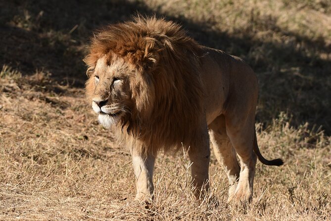 Big Five Luxury 7 Days Safari Tour in Arusha - Lake Manyara Afternoon Game Drive: A Softer Landing After the Crater