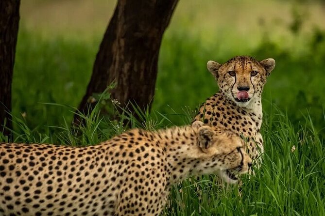Big Five Luxury 7 Days Safari Tour in Arusha - Vehicles, Guides, and Why This Trip Often Feels Worth It