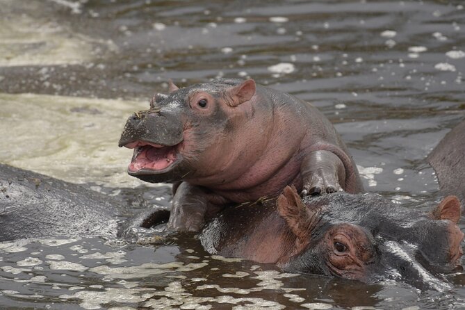 Big Five Luxury 7 Days Safari Tour in Arusha - Price and Value: What $2,992 Per Group Really Means for You