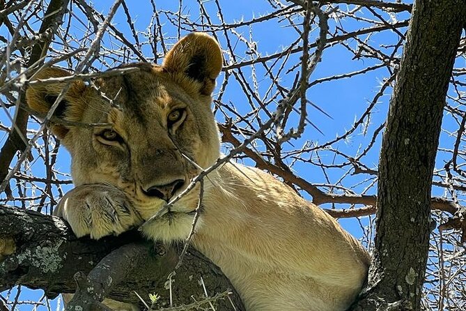 Big Five Luxury Safari in Tanzania - Day 2 Lake Eyasi: Birdlife, Wildlife, and a Slower Side of Tanzania