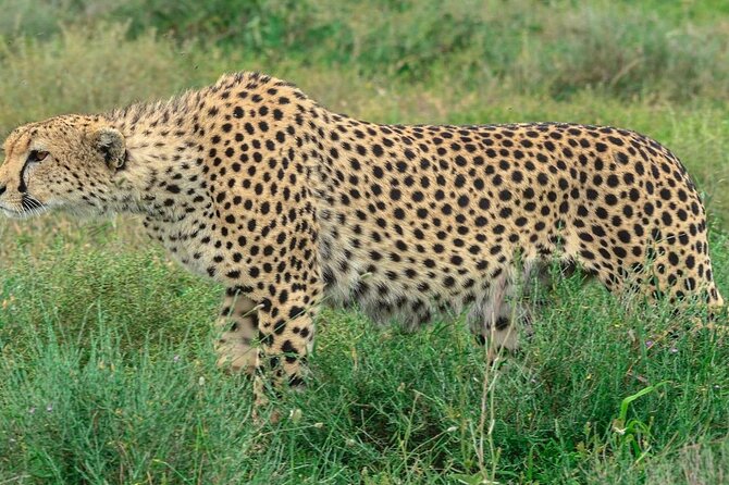Big Five Luxury Safari in Tanzania - Day 3 Serengeti: Choose Culture, Then Chase the Big Plains