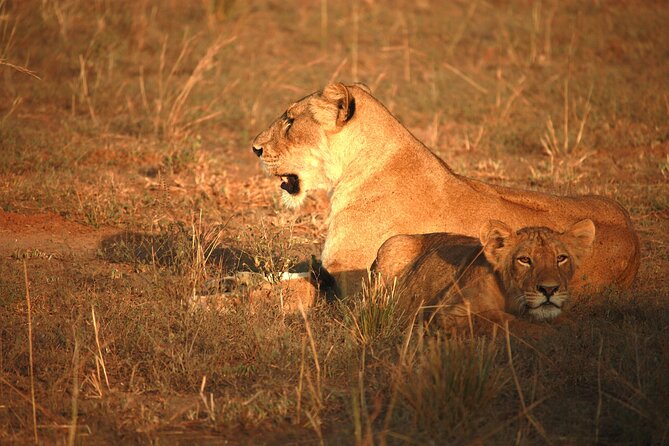 Big Five Luxury Safari in Tanzania - Day 4 Serengeti: Migration Country and Predator Pattern Reading