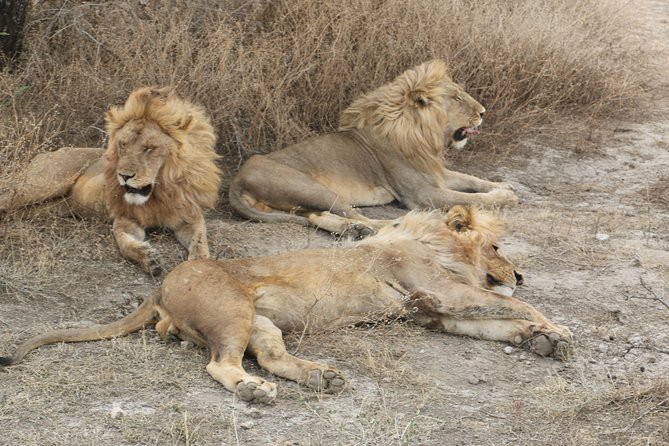 Big Five Luxury Safari in Tanzania - Day 6 Lake Manyara: Tree Monkeys, Rift Valley Backdrops, and Late-Day Action