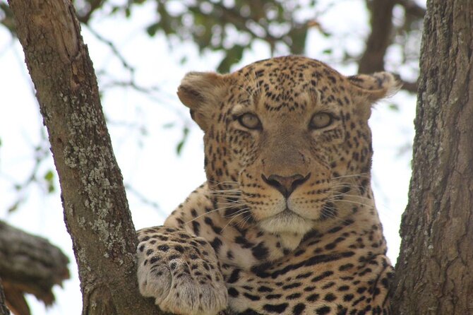 Big Five Luxury Safari in Tanzania - The 4x4 Setup, and Why It Affects Your Sightings