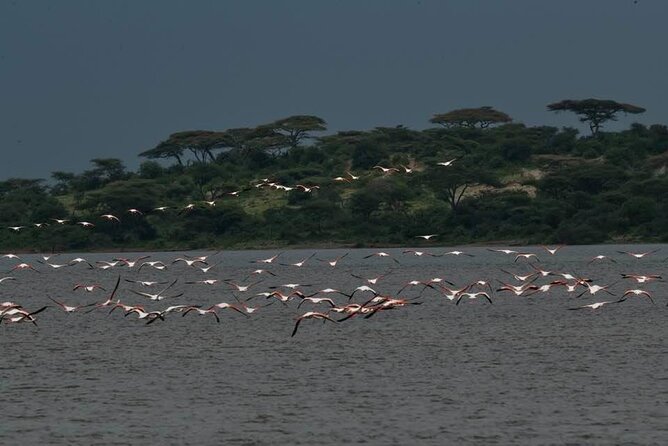Big Five Safari In Tanzania - Safari vehicle comfort: why the Land Cruiser setup matters