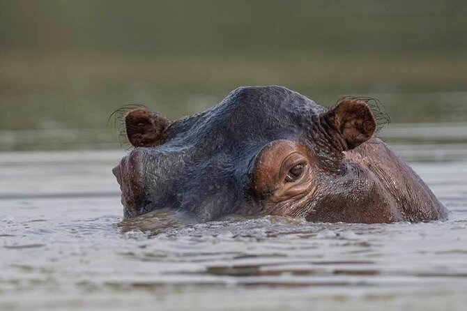 Big Five Safari In Tanzania - Food plan: full board, picnic lunches, and steady energy