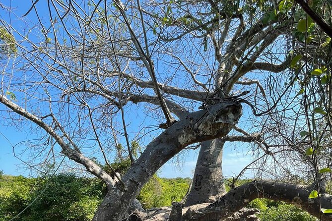 Blue Safari Tour - Boat-to-lunch island: seafood feast on Kwale-style cooking time