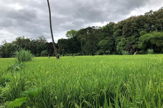 Book Day Hike at Rau Forest Reserve, Near Moshi Town in Tanzania - Rau Forest Reserve near Moshi, an underground water forest you can walk
