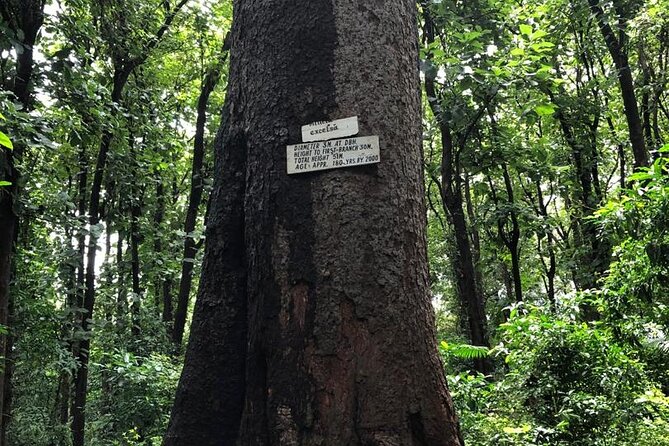 Book Day Hike at Rau Forest Reserve, Near Moshi Town in Tanzania - Price and value: what $39.47 gets you