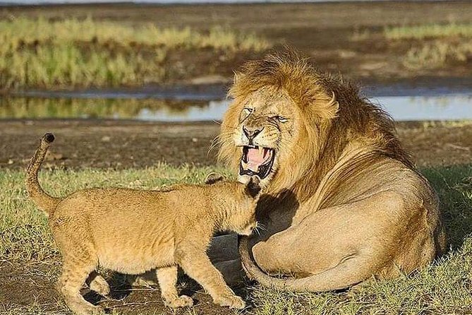 Camping to Serengeti & Ngorongoro Premium Parks - Day 3: Down into the crater for Big Five sightings