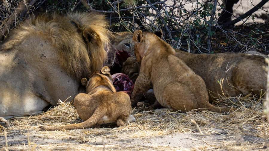 Cheap Tanzania safari: 2 Days Selous from zanzibar - Key Things I’d Watch Before You Go