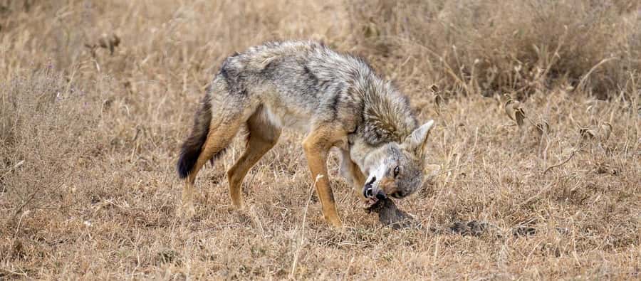 Cheap Tanzania safari: 2 Days Selous from zanzibar - Why a 2-Day Selous Safari Works So Well From Zanzibar