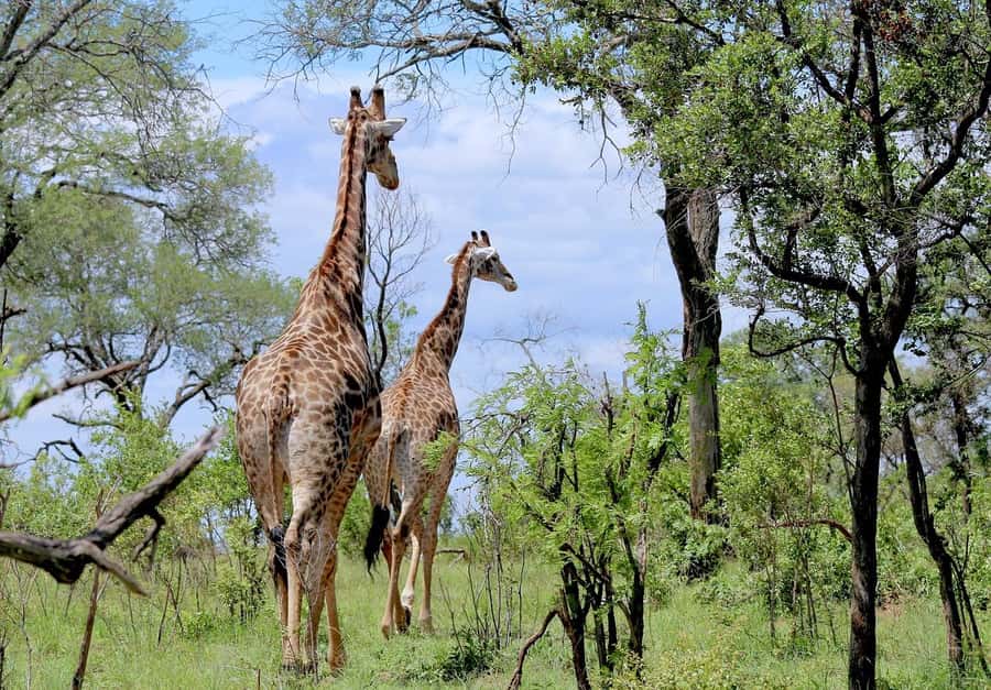 Cheap Tanzania safari: 2 Days Selous from zanzibar - Africa Safari Selous Lodge: Mid-Range Comfort With Full-Board Rhythm