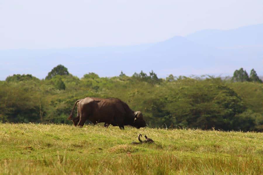 Cheap Tanzania safari: 2 Days Selous from zanzibar - Day 2 on the Rufiji River: Boat Safari for Hippos, Crocs, and Big Birds