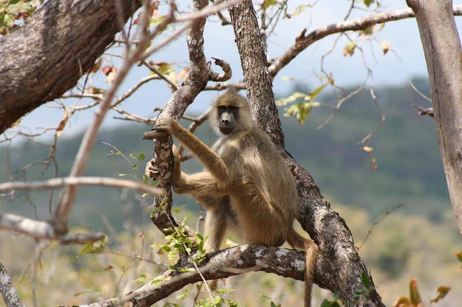 Cheap Tanzania safari: 2 Days Selous from zanzibar - Price and Value: Is $880 a Good Deal for This Fast Safari?