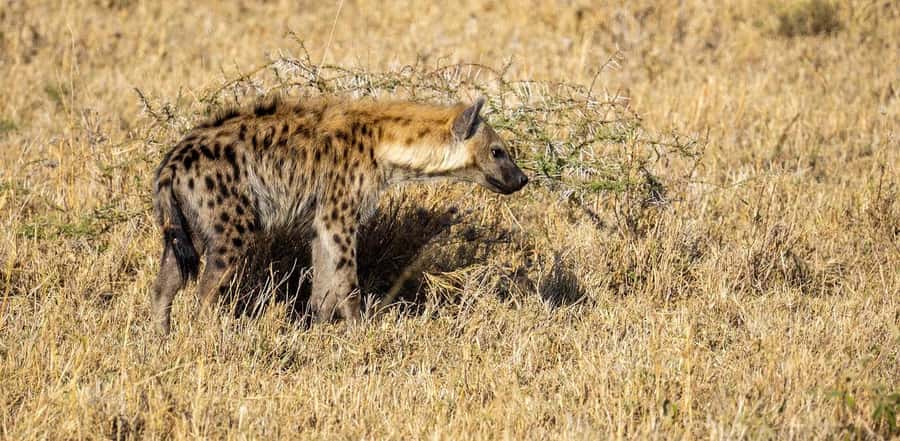 Cheap Tanzania safari: 2 Days Selous from zanzibar - Who This Trip Fits Best, and Who Should Skip It