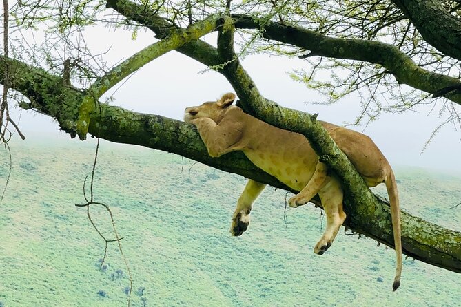 Classic 4-Day Tanzania Safari: Tarangire, Serengeti & Ngorongoro - Why This 4-Day Route Works So Well for First-Timers