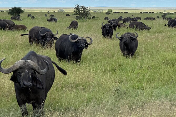 Classic 4-Day Tanzania Safari: Tarangire, Serengeti & Ngorongoro - Day 2 Serengeti: Big Five Game Drives, Great Migration Focus, and a Walking Safari