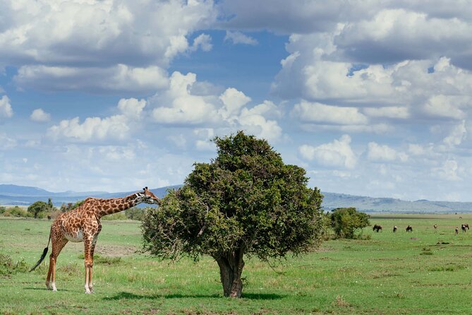 Classic 4-Day Tanzania Safari: Tarangire, Serengeti & Ngorongoro - Day 3 Serengeti Last Game Drive, Then Ngorongoro Rim Overnight